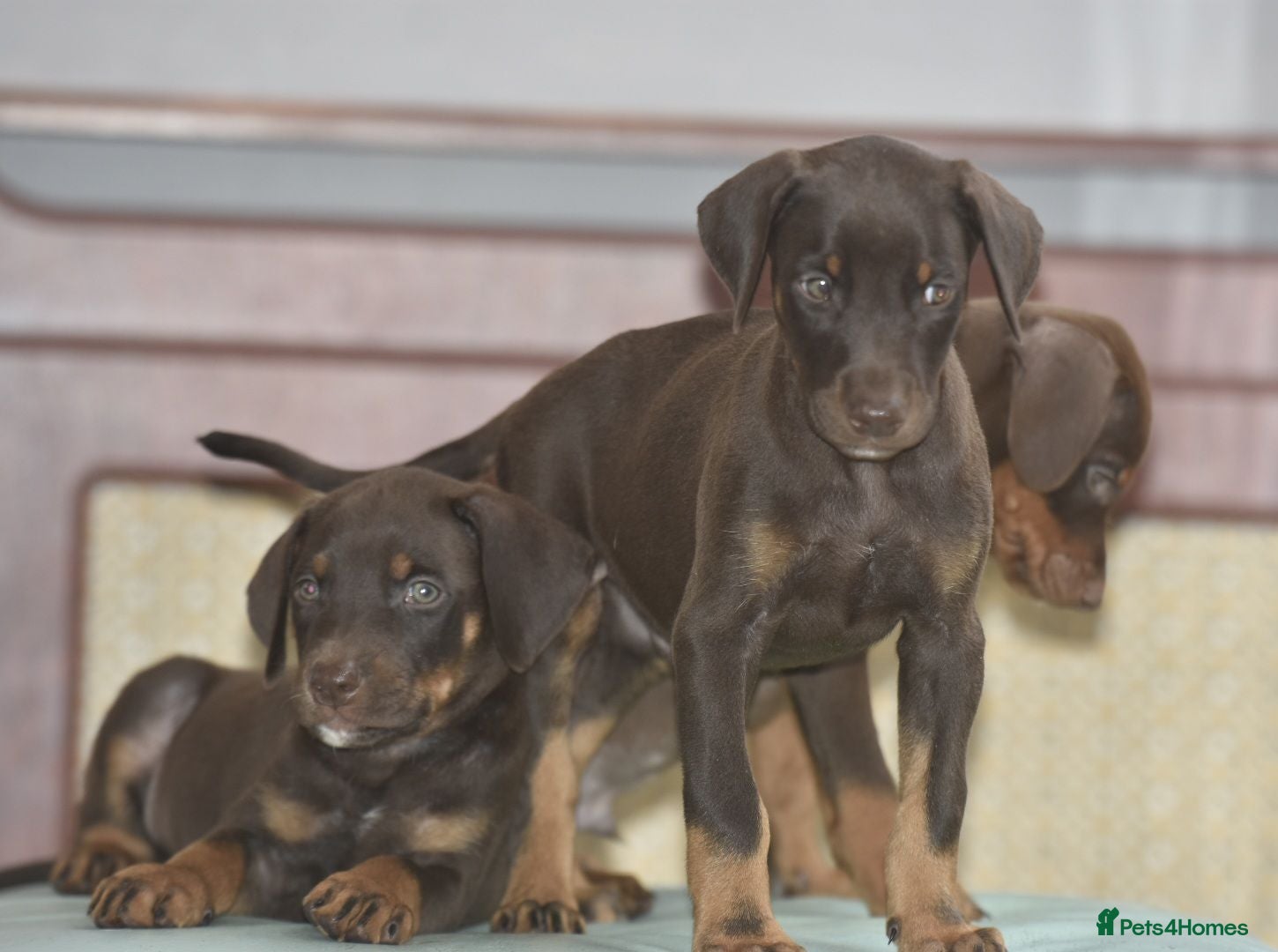 Dobermann dogs Unique hybrid dobermann pups - Advert 1