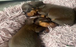Dachshund dogs for sale: Minature dashounds boys  - Image 5