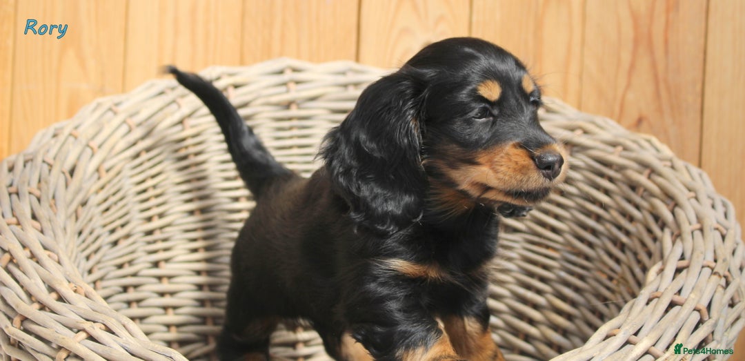 Miniature Dachshund dogs for sale: KC Health tested Licensed breeder 12 years exp - Image 32