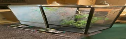 Chameleon reptiles for sale: Yemen Chameleon + Vivarium Setup Kit - Advert 10