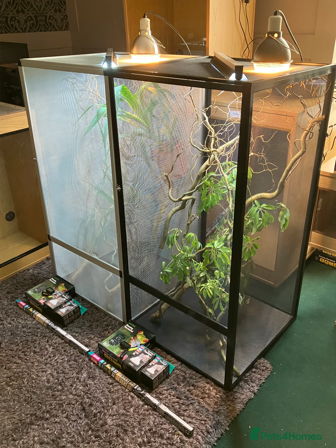 Chameleon reptiles for sale: Yemen Chameleon + Vivarium Setup Kit - Advert 10