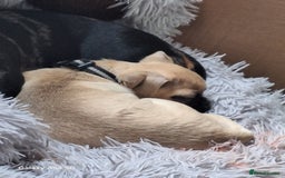 Pug dogs for sale: Pug girl  - Advert 1