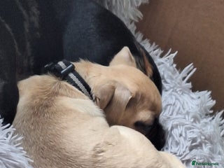 Pug dogs Pug girl - Advert 10