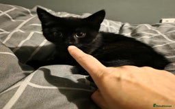 Domestic Shorthair cats for sale: Beautiful kitten 9 weeks old  - Image 2