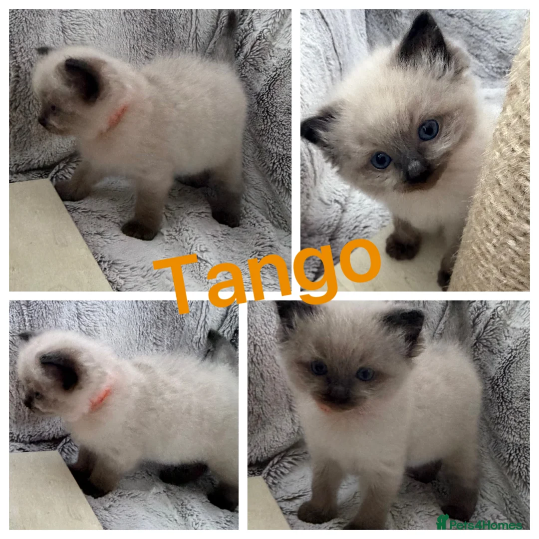 Ragdoll cats for stud: Premium GCCF/TICA Chocolate Point Ragdoll Stud - Advert 12