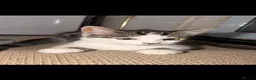 Mixed Breed cats for sale:     Affectionate Indoor Cat Looking for nice home  in Watford - Advert 4