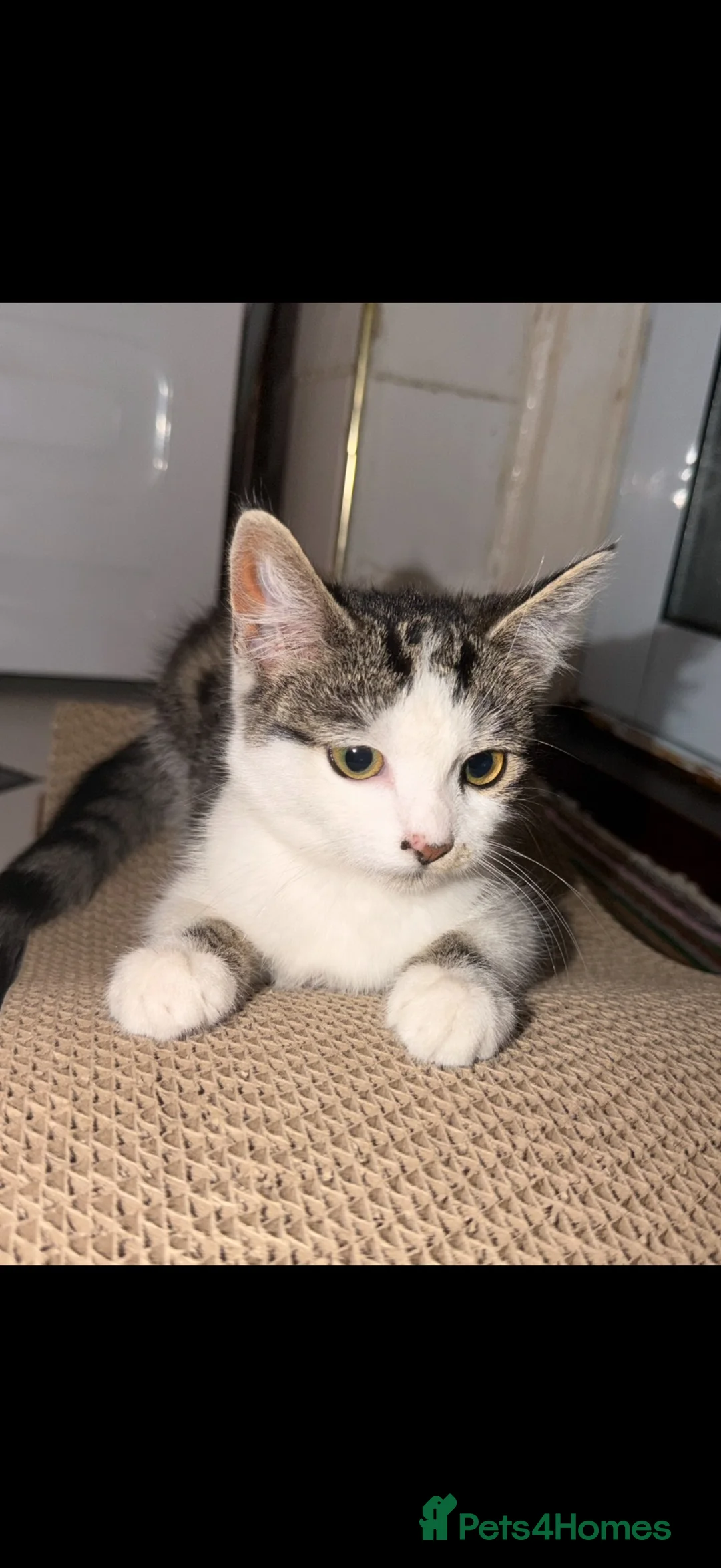 Mixed Breed cats for sale:     Affectionate Indoor Cat Looking for nice home  in Watford - Advert 4