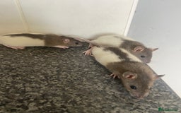 Rat rodents for sale: Pet rats - Image 3