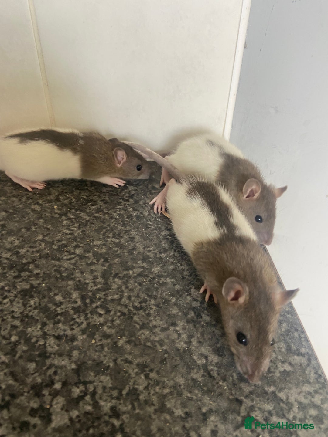 Rat rodents for sale: Pet rats - Image 3