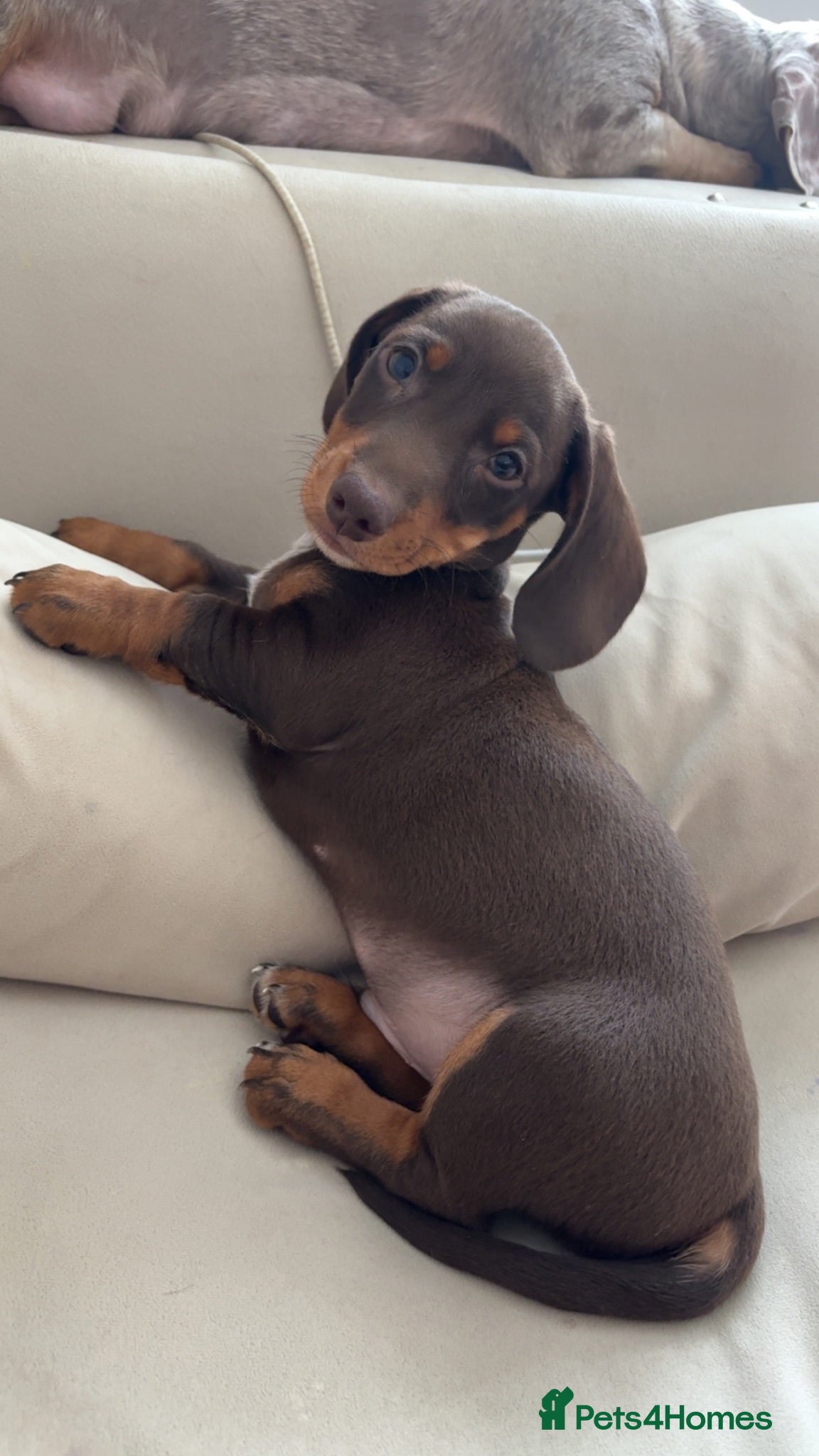 Dachshund dogs 🐶🐾Chocolate and tan boy ready to leave!!🐾 - Advert 2