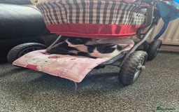 Mixed Breed cats for sale: 4 black and white kittens - Image 4
