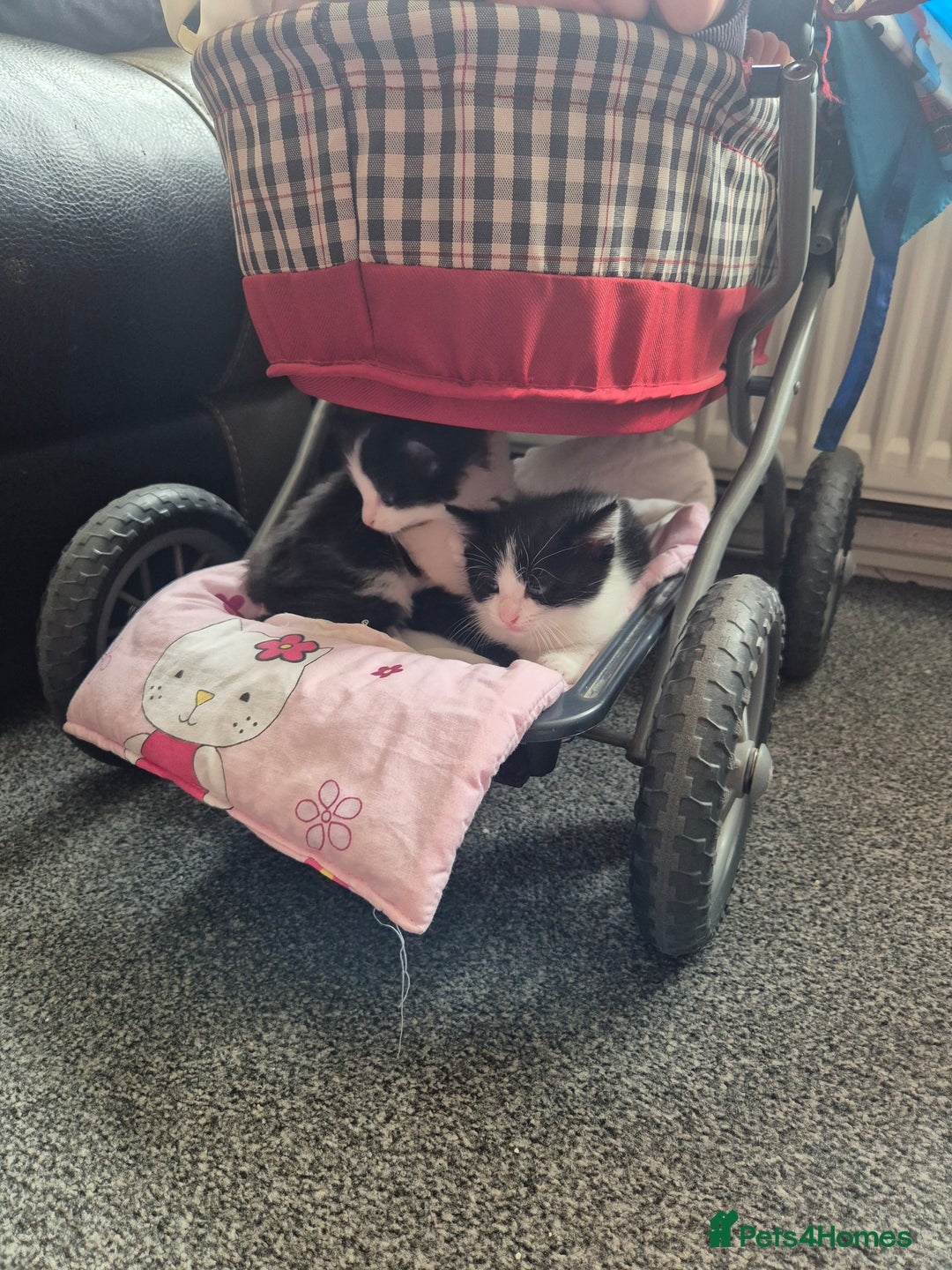 Mixed Breed cats for sale: 4 black and white kittens - Image 4