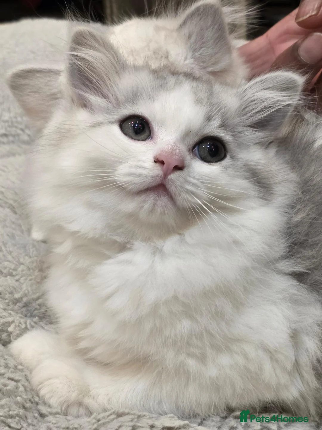 Persian cats for sale: Persion boys - Advert 2