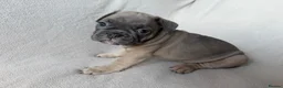 French Bulldog dogs for sale: KC Registered French Bulldogs Boys Ready Now in Borehamwood - Advert 10