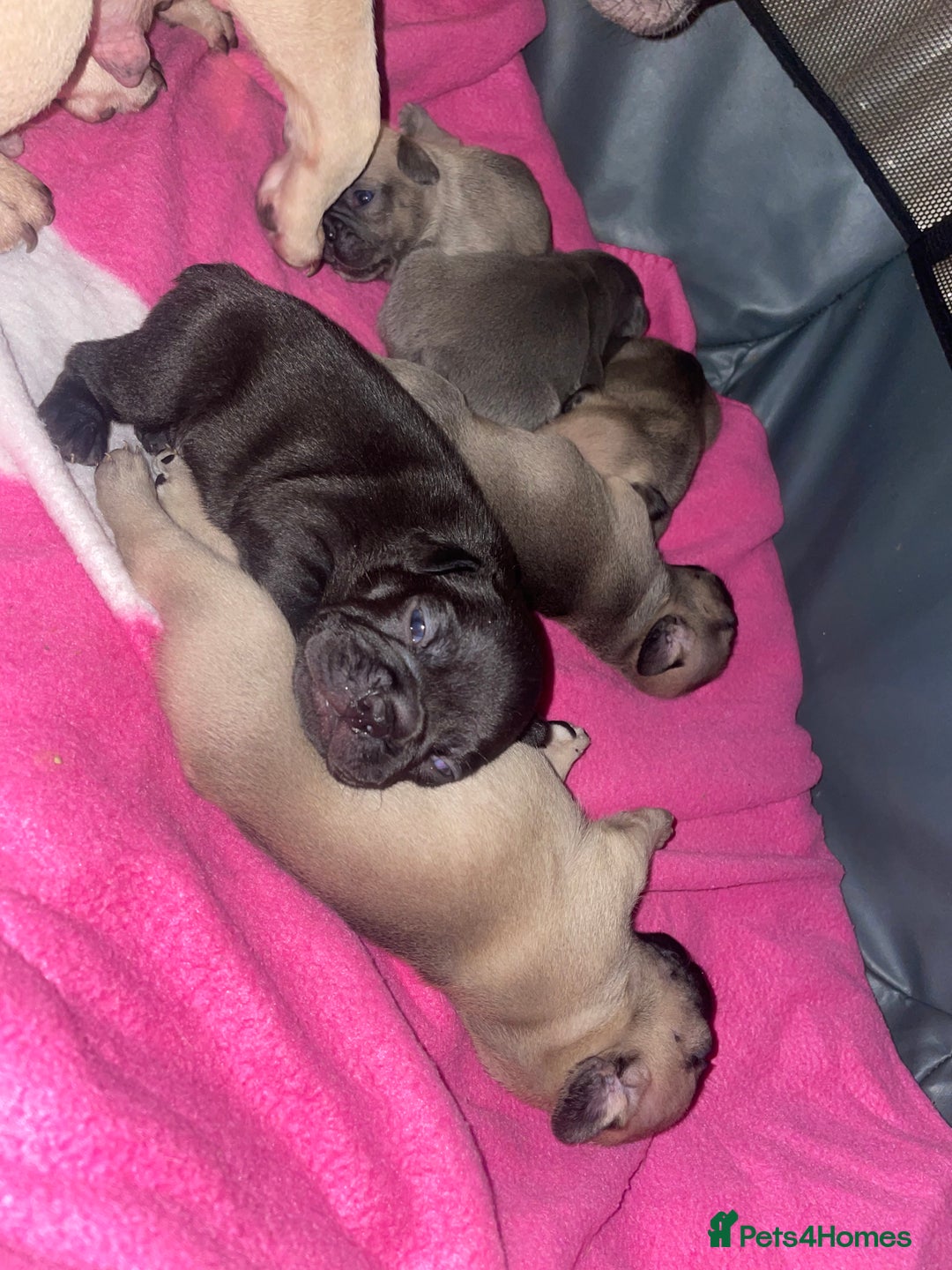 French Bulldog dogs for sale: French Bulldog Puppies - Advert 2