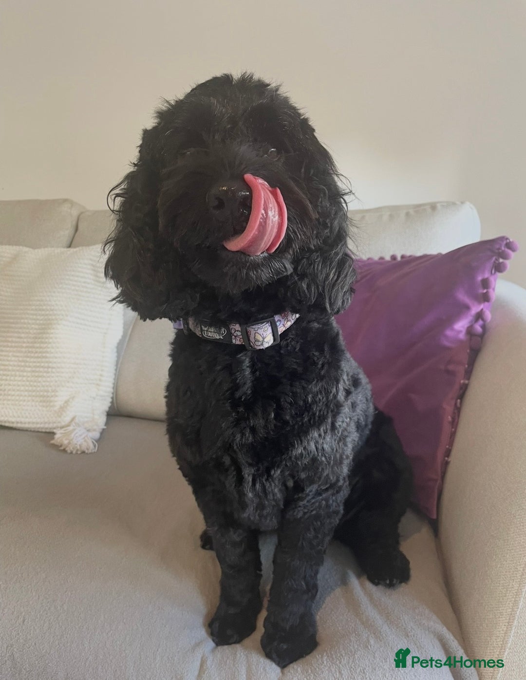 Cockapoo dogs for sale: Adorable Cockapoo Puppies! - Advert 6