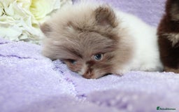 Pomeranian dogs for sale: PARTI MERLE QUALITY KC POMERANIANS - Image 20