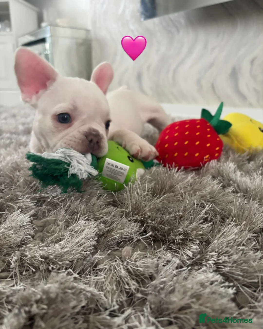 French Bulldog dogs for sale: Two beautiful girls 💕🐾 in Darlington - Advert 1