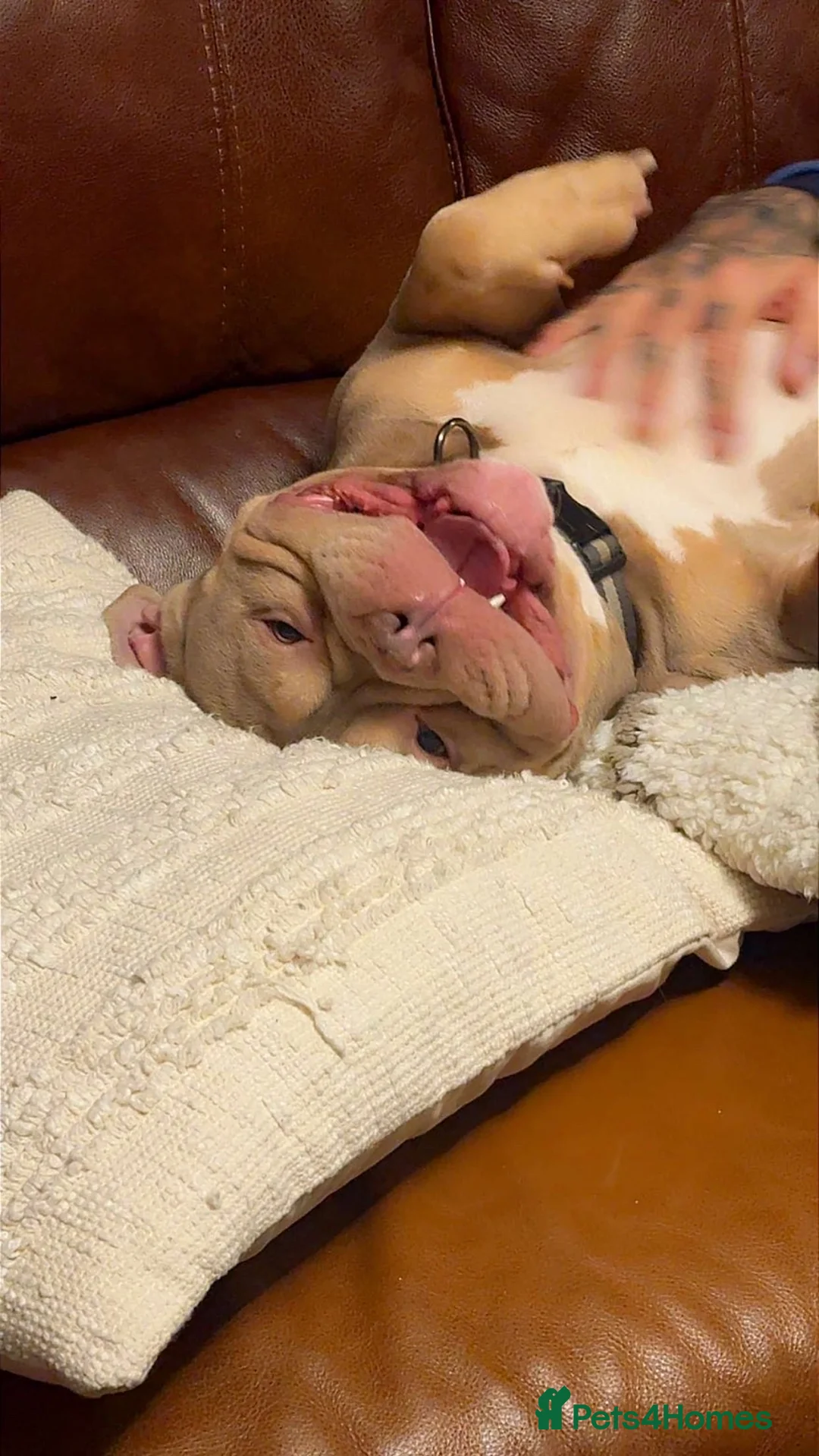 American Bully dogs for sale: American Pocket Bully - Advert 2