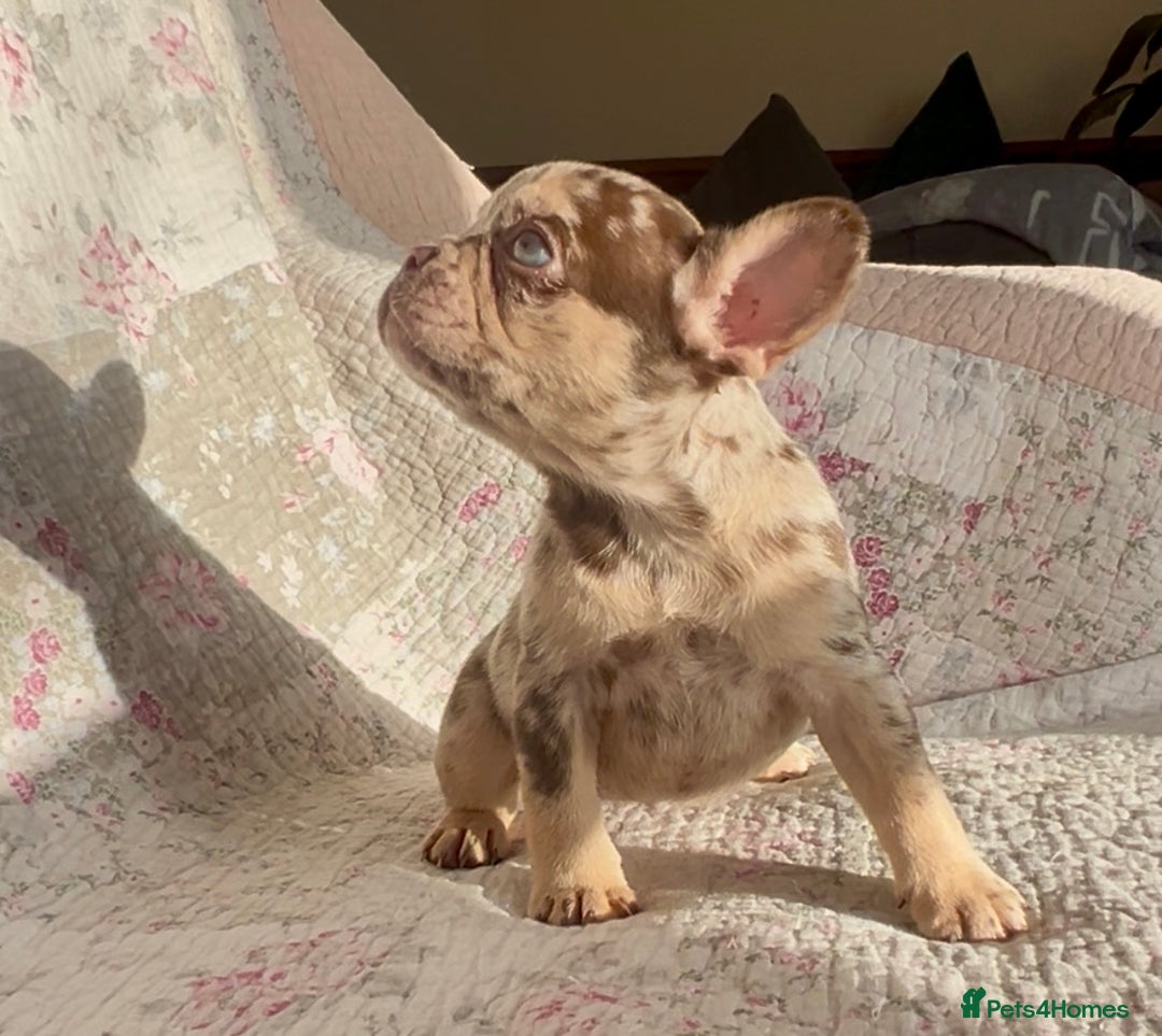 French Bulldog dogs for sale: Outstanding Frenchie Babies  - Advert 10