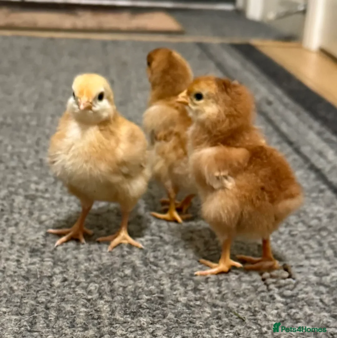 Chickens poultry for sale: Columbian Blacktail Auto Sexing Hatching Eggs x 6 - Advert 2