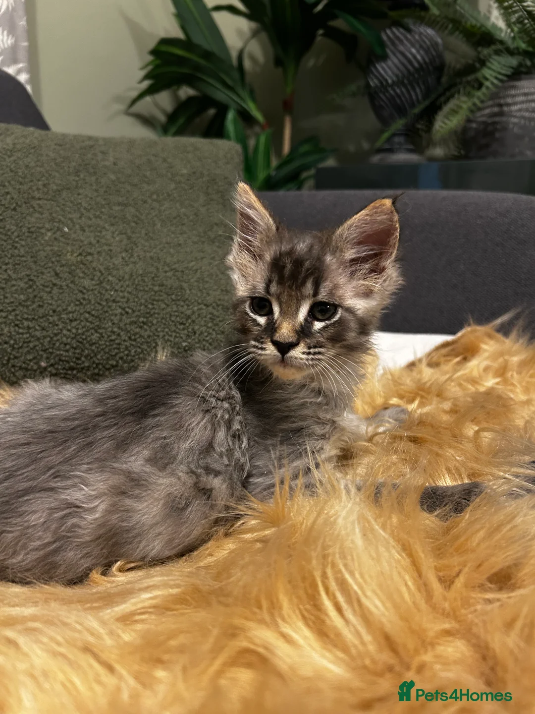 Maine Coon cats for sale: Beautiful Mainecoon kittens  - Advert 5