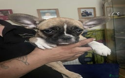 French Bulldog dogs for sale: French bulldog - Image 28