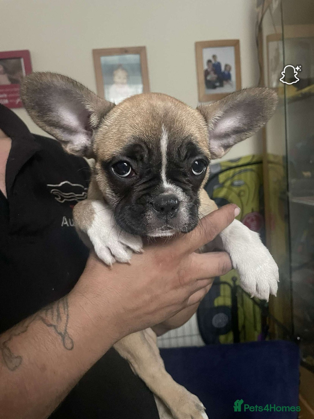 French Bulldog dogs for sale: French bulldog - Image 28