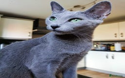 Russian Blue cats for sale: Russian blue cat looking for a new home - Image 3