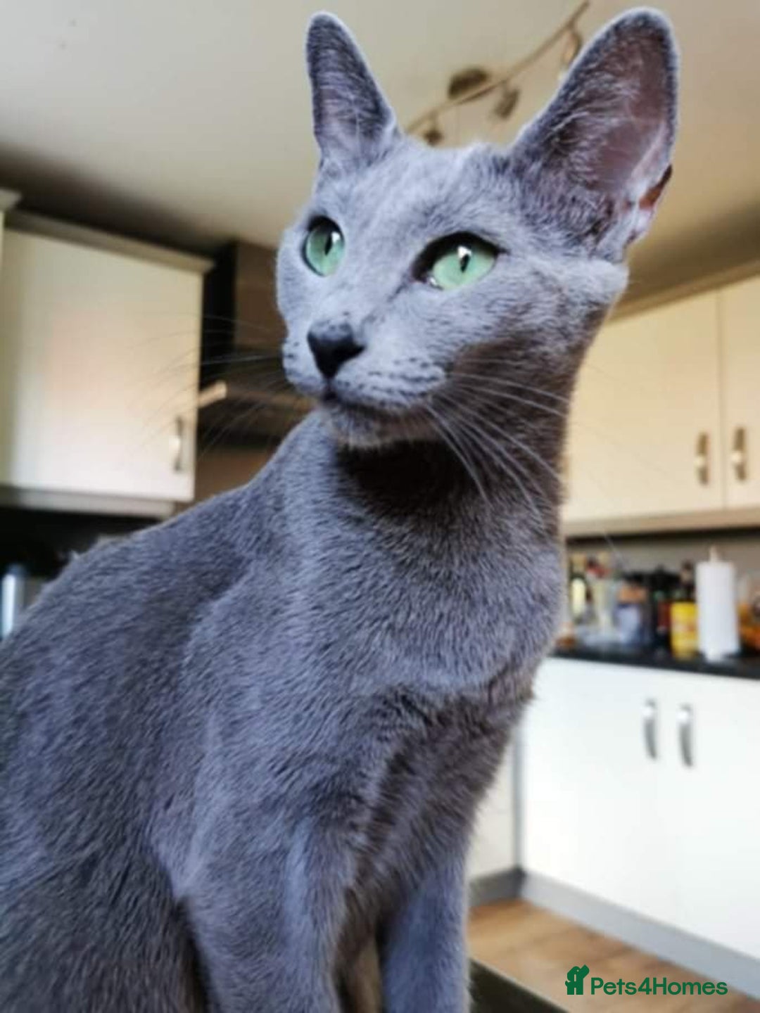 Russian Blue cats for sale: Russian blue cat looking for a new home - Image 3