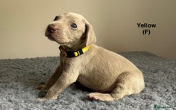 Weimaraner dogs for sale: Exceptional litter of Weimaraner puppies  - Image 10