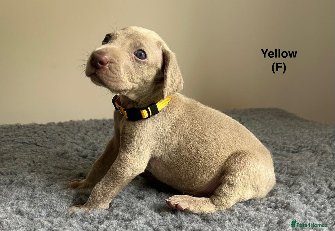 Weimaraner dogs for sale: Exceptional litter of Weimaraner puppies  - Image 10