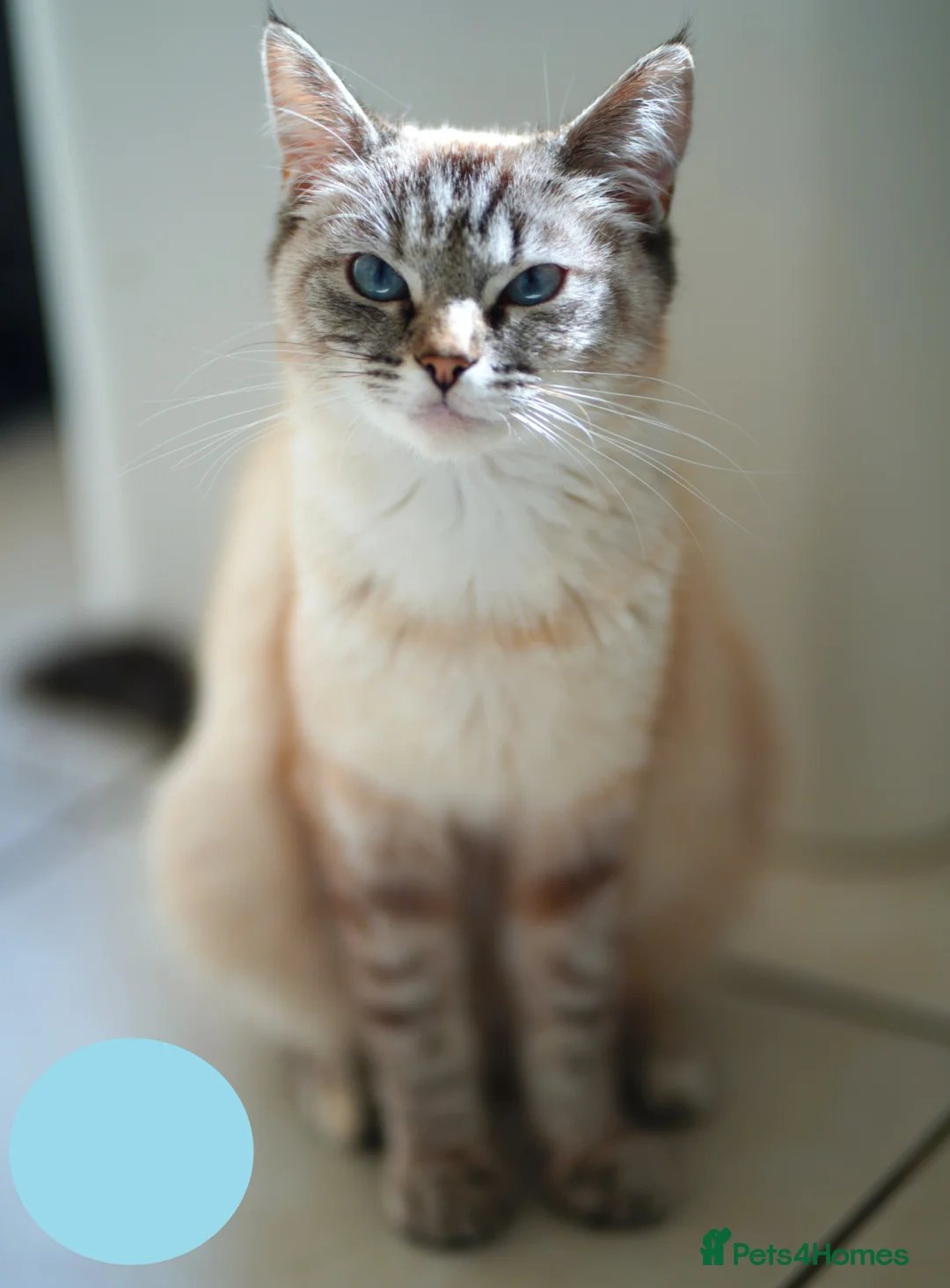 Mixed Breed cats for sale: 3 Siamese and Ragdoll mixed kittens - Advert 1