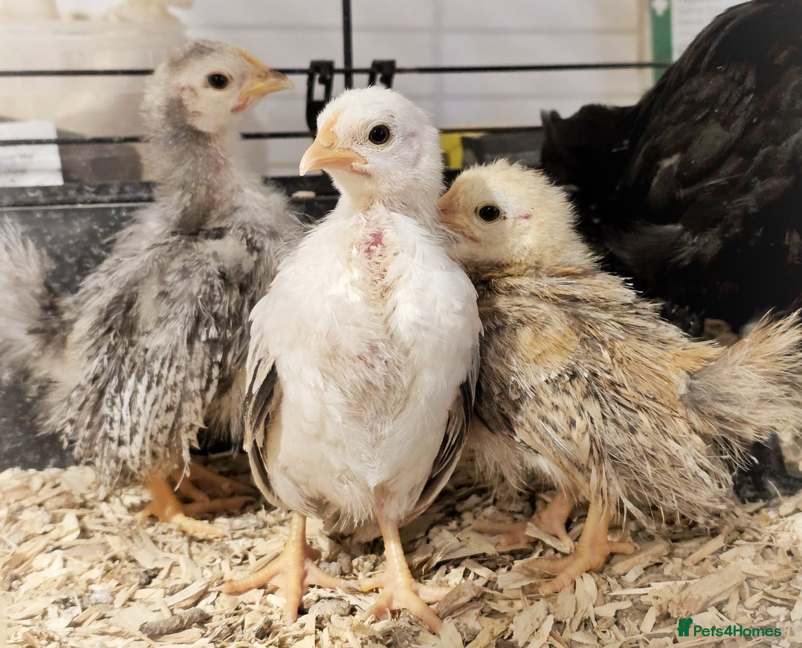 Chickens poultry Seramas and Cream Legbars - Advert 15