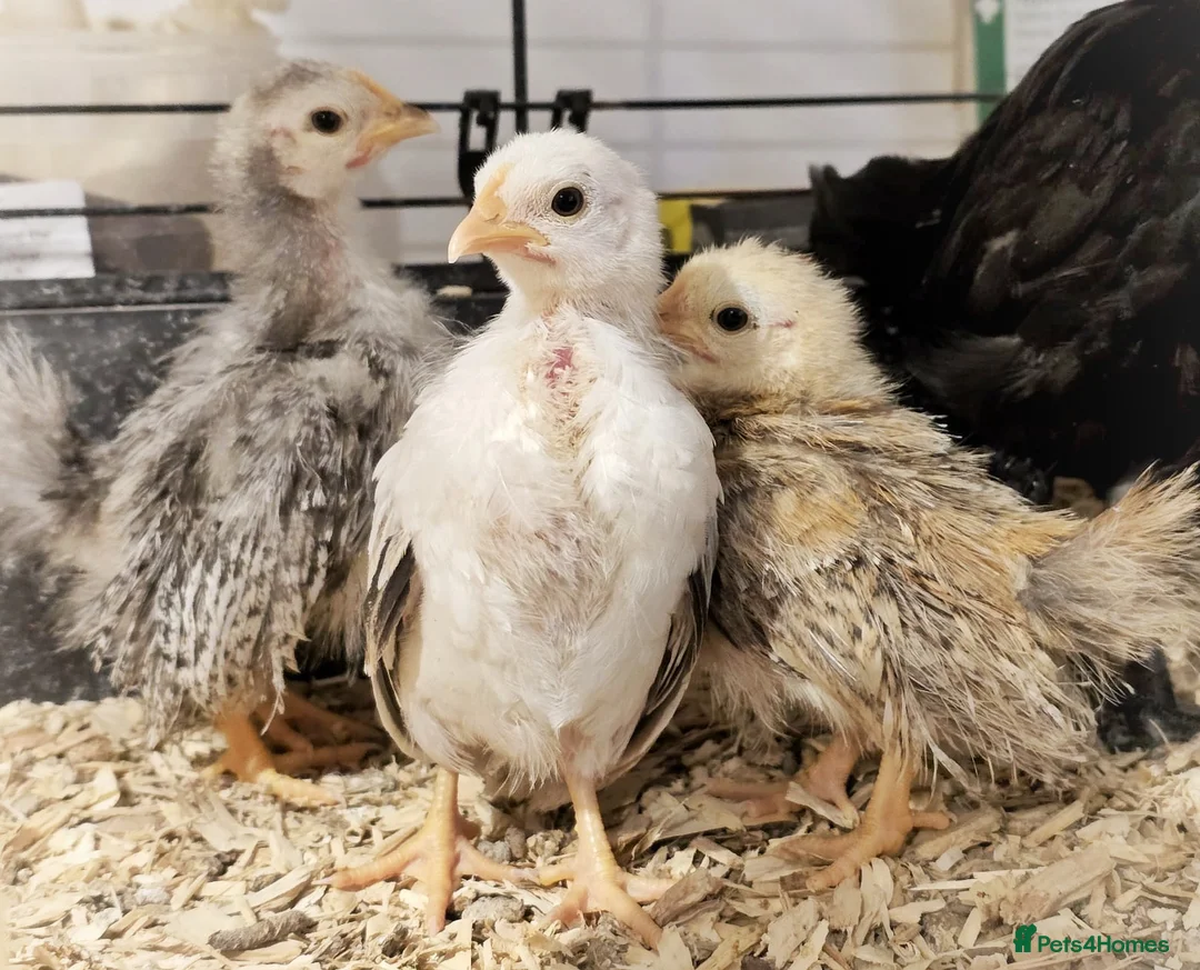 Chickens poultry for sale: Seramas and Cream Legbars - Advert 1