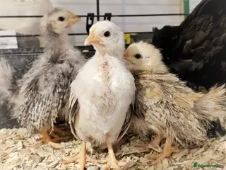 Chickens poultry Seramas and Cream Legbars - Advert 15