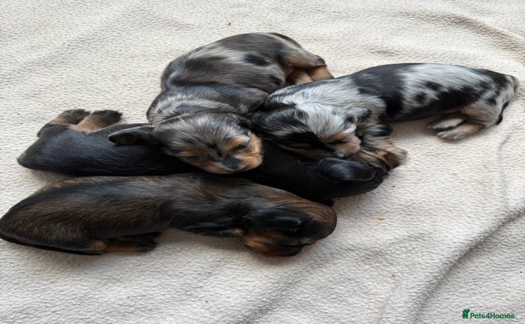 Miniature Dachshund dogs - Advert 2