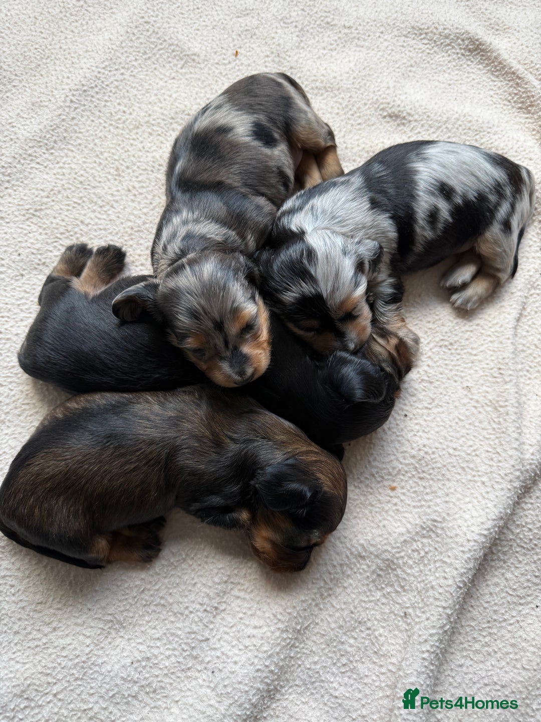 Miniature Dachshund dogs for sale: Family-Raised Miniature Long Haired Doxie Puppies - Image 1