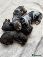 Miniature Dachshund dogs - Advert 6