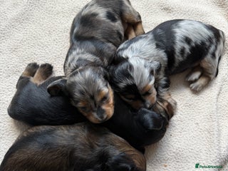 Miniature Dachshund dogs - Advert 5