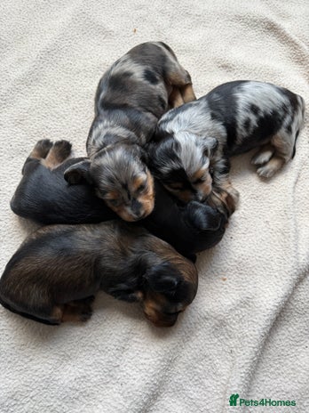 Miniature Dachshund dogs - Advert 4