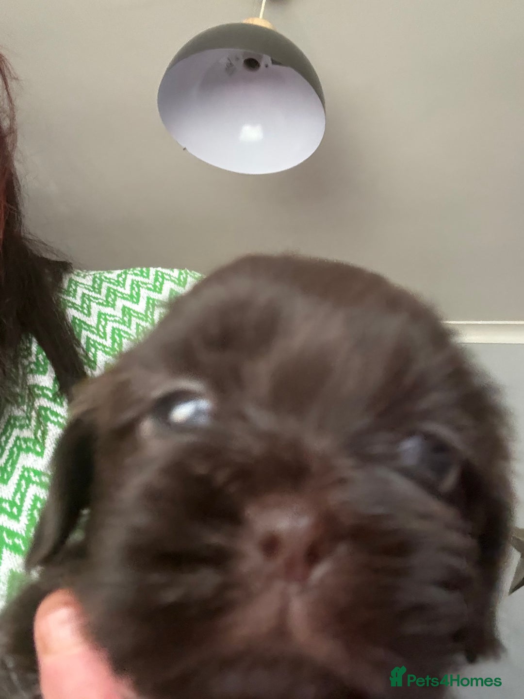 Shih Tzu dogs for sale: Beautiful shih tzu puppies for sale  - Image 16