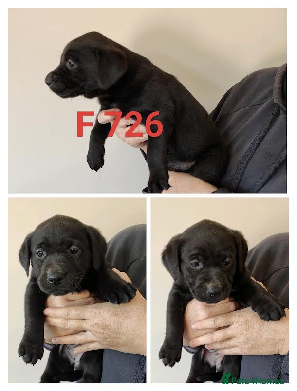 Mixed Breed dogs Lovely Pointerdor puppies  - Advert 2