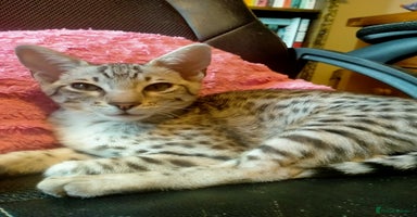 Savannah cats - Advert 2