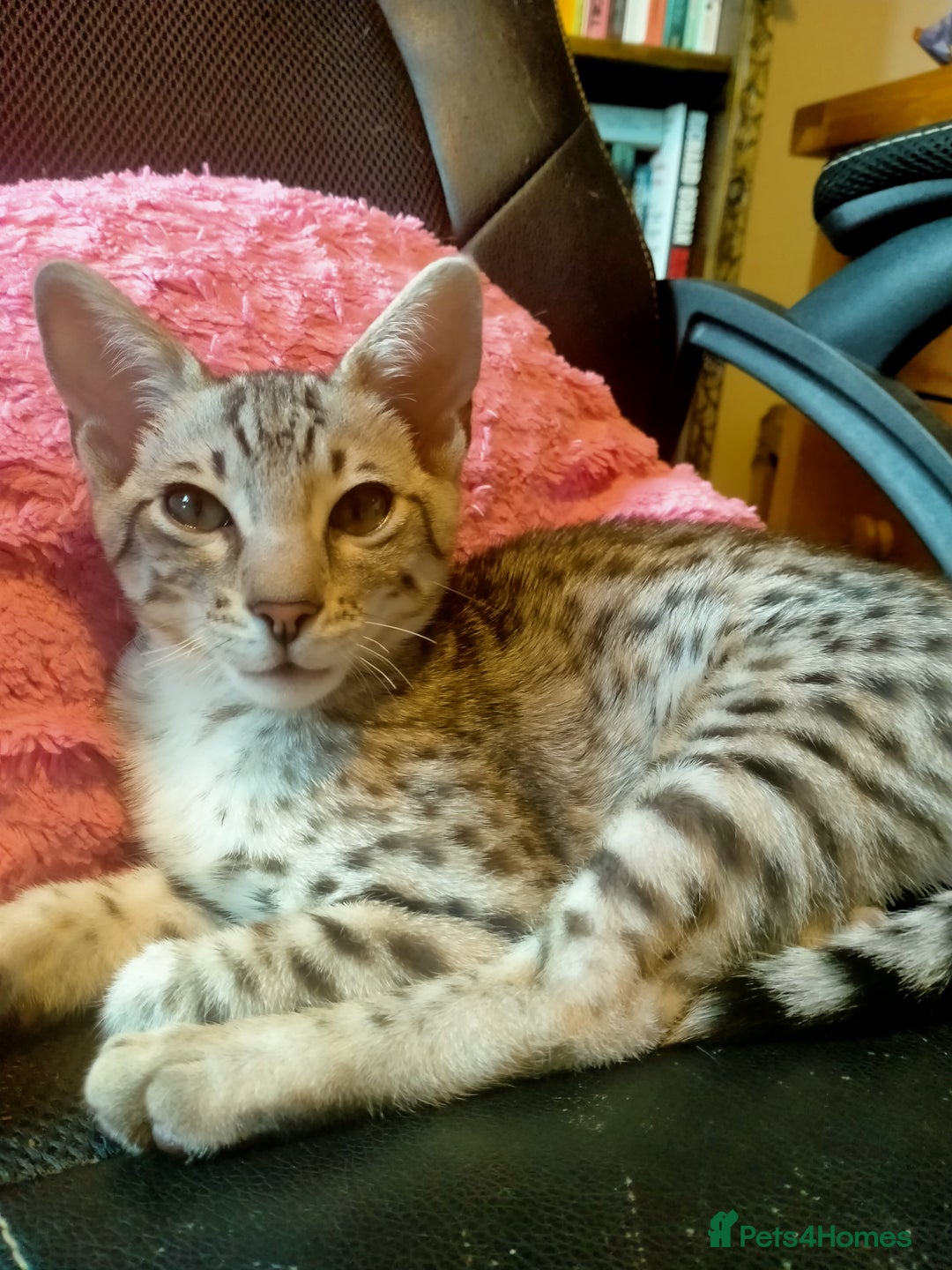 Savannah cats for sale: F3 savannah girls Tica reg + silver boy - Image 9