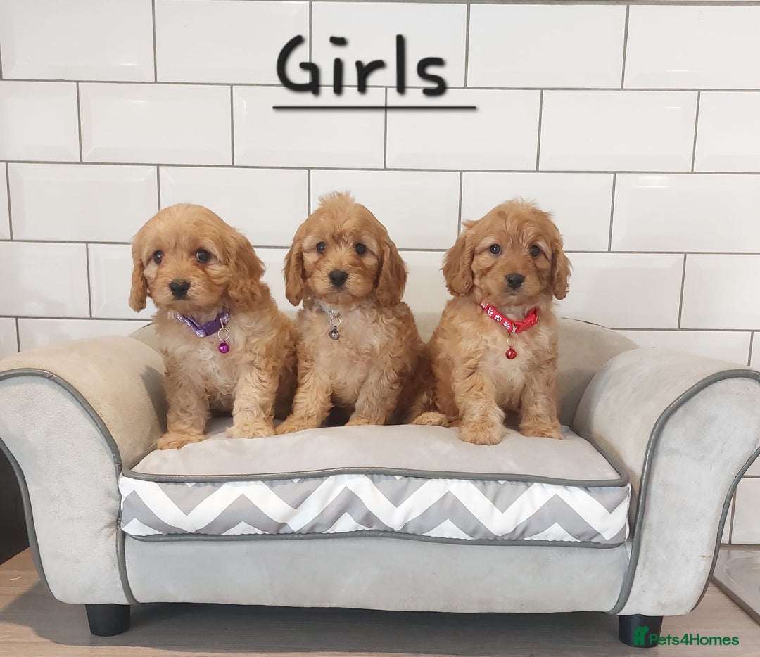 Cavapoo dogs for sale: Cavapoo F1 puppies  - Image 8