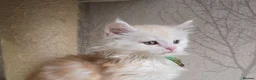 Maine Coon cats for sale: RARE Red High Silver Stunning Maine Coons Boys - Advert 15