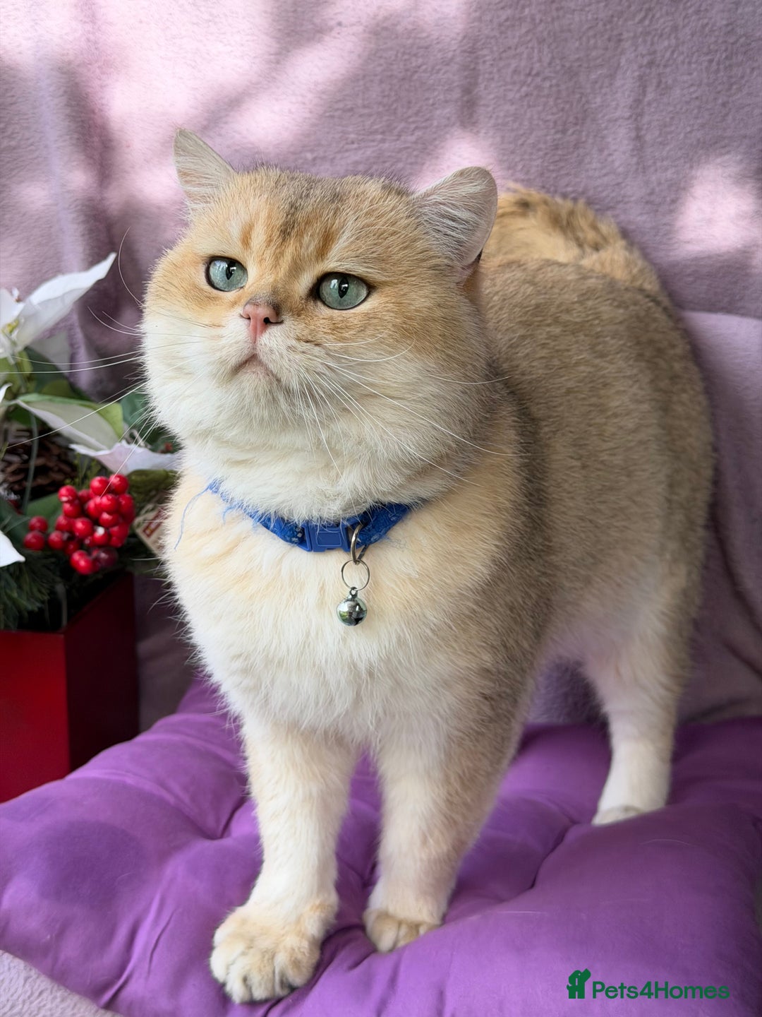 British Shorthair cats for sale: British shh blue golden boy GCCF  - Advert 15