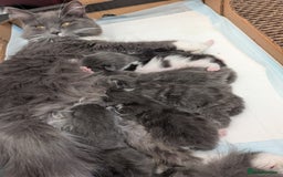 Maine Coon cats for sale: 3 maine coon cross kittens  - Image 17