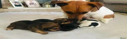 Jack Russell dogs for sale: Male Jack Russel Puppy  - Advert 4